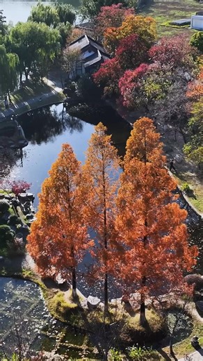 The view of the red maples at Mochou Water Pavilion is literally god-tier. The way the trees and lake merge into one is the essence of Chinese aesthetic. 🍁 Who will capture the next 'god-tier' shot? We're at Mochou Water Pavilion in Nanjing, waiting for your lens.📸 #DiscoverNanjing #EcoCityNanjing | Discover Nanjing, China
