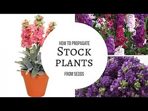 How to propagate stock plants from seeds