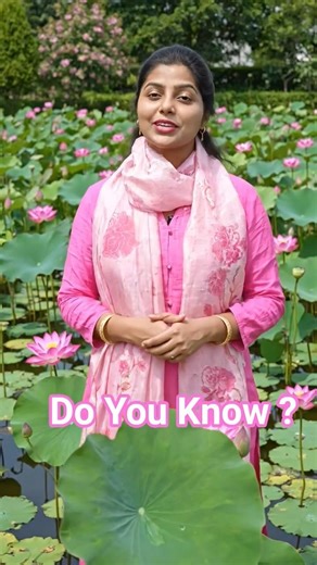 Lotus 🪷 Nelumbo nucifera🍀This Plant breaks Botany rules ✨️