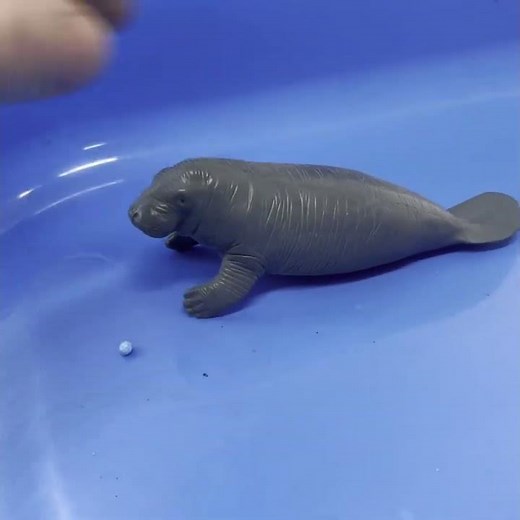 Our Friend, the Manatee! 🌊 Sea Animals for Kids