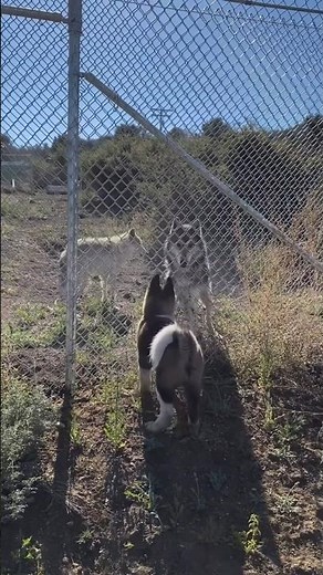Fearless American Akita vs Wild Wolves | Brave Dog Moment #akita #wolf