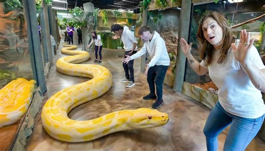 Measuring the longest snakes reveals how powerful large constrictors really are