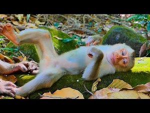 Pity monkey baby Jacee is very sad and tries after she falls down the tree