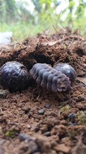 A cute millipede enters a hole. What happens next?