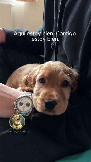 Cuando tu perro confía en ti así, lo has hecho todo bien.