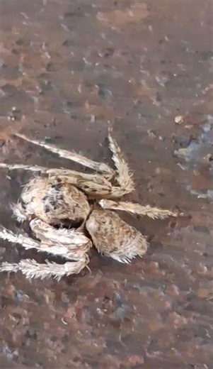 Crab Spider #spider #arachnid #gardenlife