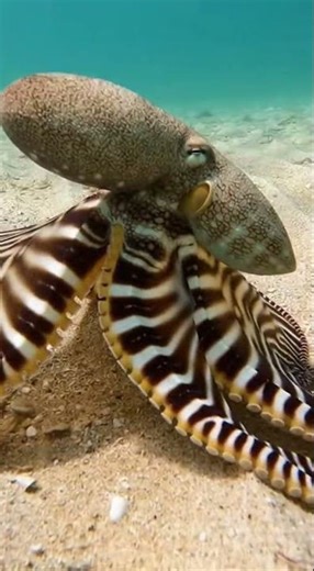 GIANT SHRIMPS Jumping Straight Onto Our Boat! 🦐🚢 #funny #memes #fishing #ocean #fish