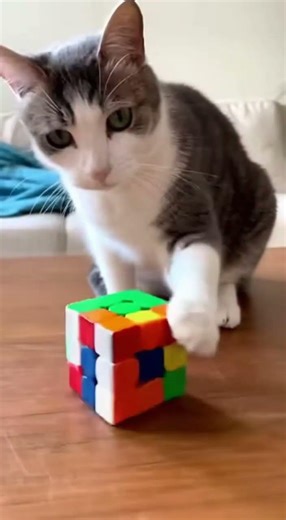 This Cat Solving a Rubik’s Cube