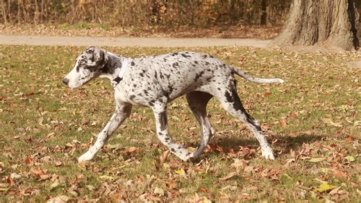 Great Dane puppy for sale