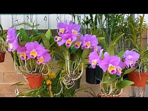 Inspirasi Cara menanam Anggrek Cattleya !! Tour Anggrek Cattleya !!