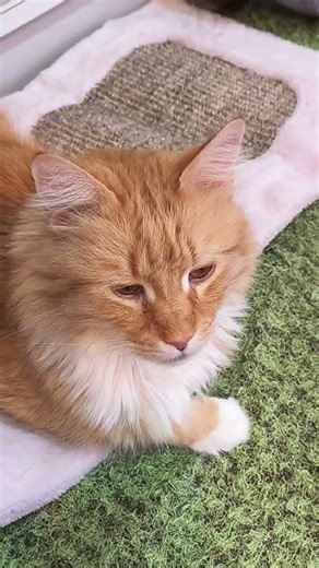 CAT#ジャガくん#猫にエジプトの歌を聴かせてみた