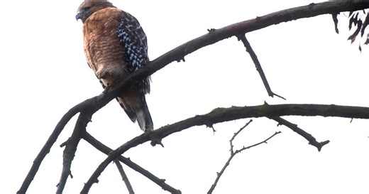 Becoming an expert birdwatcher may help protect the brain from aging