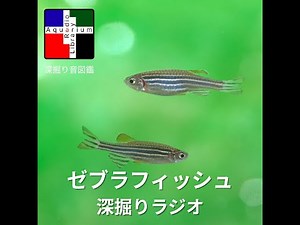 ゼブラフィッシュ：観賞魚から最先端医療のカギへ！小さな体に宿る生命の神秘と倫理の問い｜アクアリウム ラジオ ライブラリー