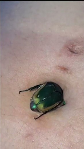 ilene bellybutton bugging ||DM on telegram for full video||