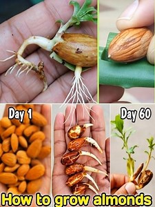 How to Grow Cardamom Plant from Seed at Home🌱 | Gardening Growth Tips