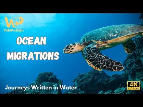 Ocean Migrations | Journeys Written in Water #oceanlife