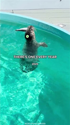In 2024 we had Seasquatch. In 2025 we had Gnocchi. This year, we have Cheerio.