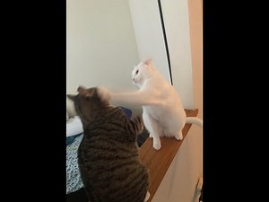 Cats Who Slap PART 2! (A Compilation)