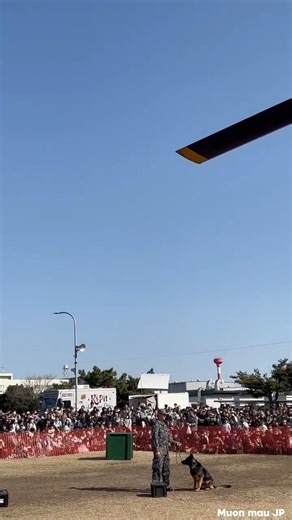 Amazing Training of a Japanese Military Dog 🇯🇵 日本の軍用犬による見事な訓練パフォーマンス