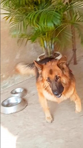 viral angry german shepherd dog barking video #germanshepherd #shorts #viral #trending #dog