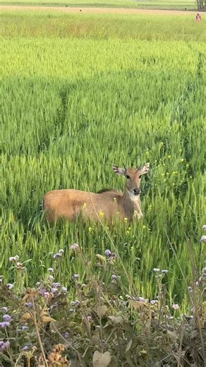 Exploring the Indian Antilope (Blackbuck) in Bihar