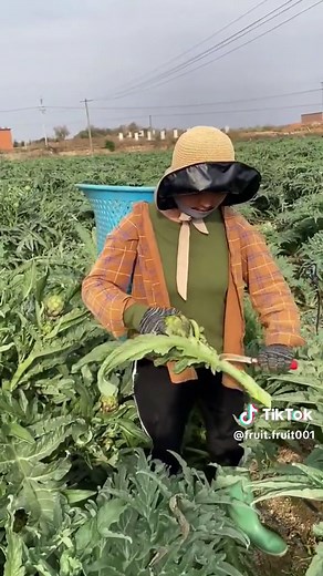 Fruit Fruit on TikTok