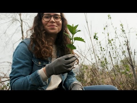 Identify, Harvest, and Prepare Stinging Nettle