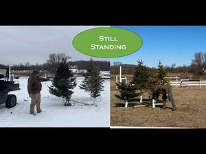 Do PVC Tree Displays Actually Hold Up? 45-Day Winter Test Results