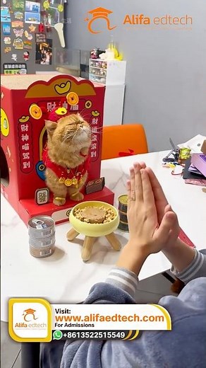 Cute Lucky Cat Praying for Fortune 🧧 Chinese Lucky Cat Ritual | Viral Satisfying Cat Video