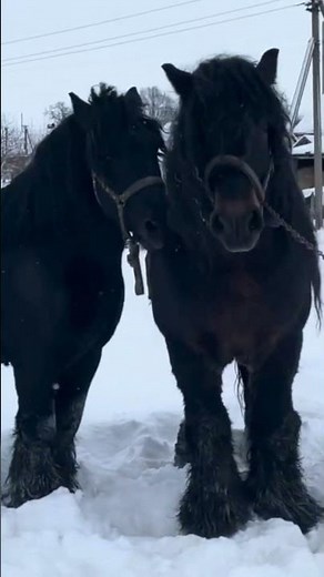 Stallion Meets Milka for the First Time 😮 | Beautiful Horse Moments