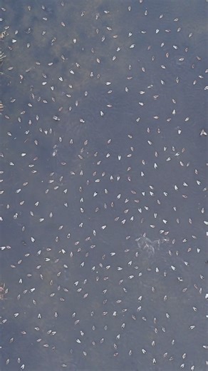 WHY YOU NEED MOTION IN YOUR DUCK SPREAD! #waterfowl #ducks #motiondecoys