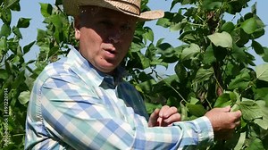 Farmer Talking About Green Bean-Pod Plantation Vegetables and Healthy Food