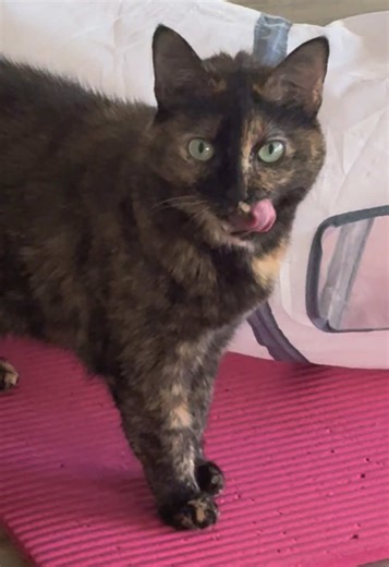 Mimi the Hunter Kitty Catches Another Delicious Treat