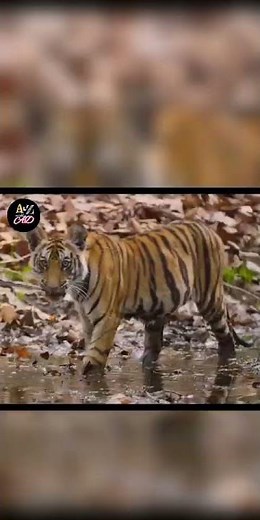 Disneynature's Tiger - Official Trailer | Tiger Movie