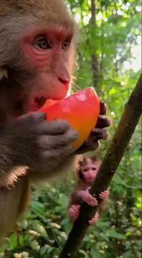 A wild mother monkey with a frantic, wide-eyed expression