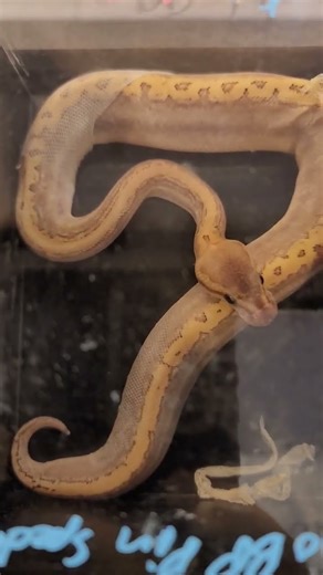 Ball Python Changes Skin at Reptile Show #ballpython #snake #FallintoShorts