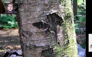 【AP生物】Bozeman Science 共56集