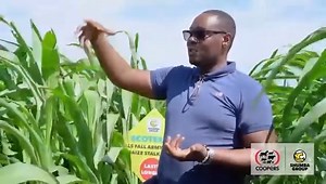 Guard Your Crops against Fall Armyworm and Maize Stalk Borer. Pests and diseases can drastically reduce maize yields and quality by damaging plants and impairing growth. ECOTEREX 0.5 GR is your go-to solution for managing fall armyworm and maize stalk borer infestations in your maize, sorghum and pearl millet. Watch this video with Simba Nyamasoka Simba Nyamasoka - Acting Deputy Director of Migratory Pest Control with MLAWF & FD and learn how to identify and control FAW #farmerlife #farmers #far