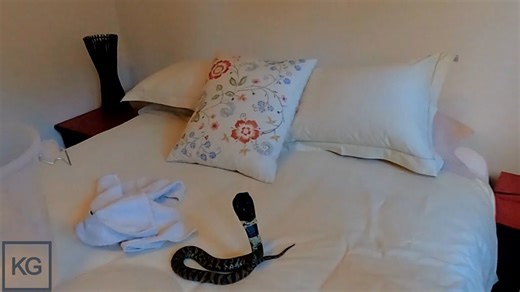 Deadly Spitting Cobra in My Bedroom