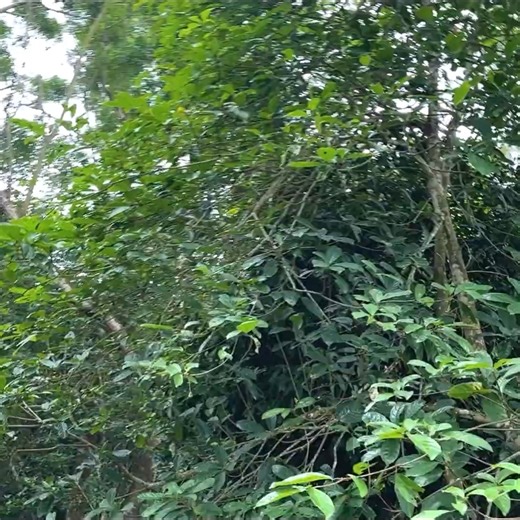 2.8K views · 100 reactions | Where is the Monkey Kaka Is the Kaka Monkey being forgotten | Monkey TV | Facebook