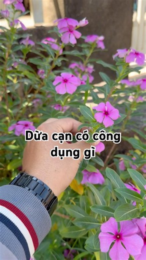 Benefits of Madagascar Periwinkle #healthyliving