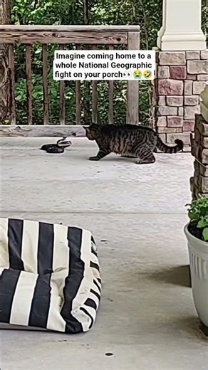 The House Cat vs The Porch Pirate. "THIS IS MY PORCH".
