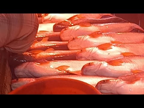 আসসালামু আলাইকুম @gmh07 Fish cutting live☞