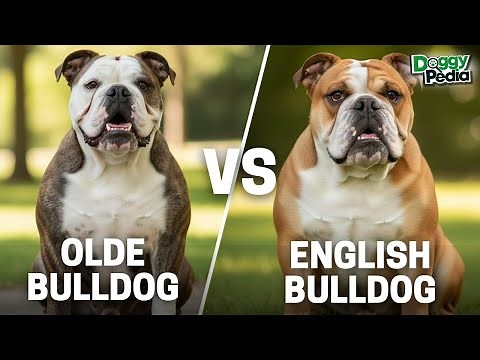 Olde English Bulldogge vs English Bulldog – Who’s Healthier, Friendlier & Easier to Own?