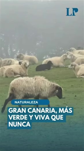 #dúo con @La Provincia Gran Canaria, más verde y viva que nunca. Los meteorólogos aseguran que no es algo extraordinario, sino que ya no estábamos acostumbrados debido al cambio climático. Audio de la actriz y humorista canaria @Delia María Santana. Vídeo de la periodista María Alfonso publicado en @La Provincia. #lluvia #verde #agua #GranCanaria