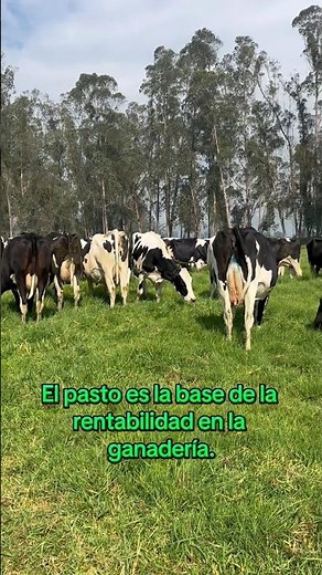 El pasto es la base de la rentabilidad en la ganadería.