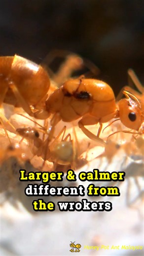 A very rare close look inside a honey pot ant colony. Moments like this are rarely seen, even by ant keepers. Filmed in Malaysia. #honeypot #honeypotants #myrmecocystus #MyrmecocystusMexicanus #mexicoant #malaysia #malaysiaanimal #malaysiainsect | Honey Pot Ant Malaysia