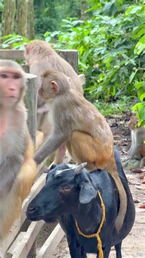 🥰#Cute#Monkey funny videos