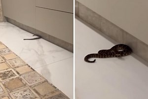 Bispo Bruno Leonardo toma susto após cobra invadir local de oração: 'Livramento'