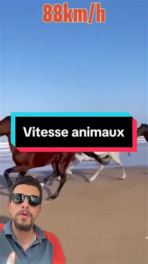 Animaux les plus rapides sur Terre — Vitesse des animaux